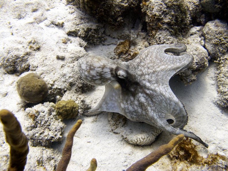IMG_3934 Common Octopus.jpg